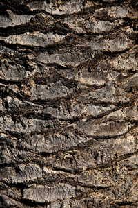 木材 植物 树皮 棕榈 椰子 森林 自然 纹理 古老的 树干