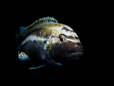 来自非洲的水族馆鱼