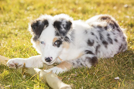 澳大利亚牧羊犬