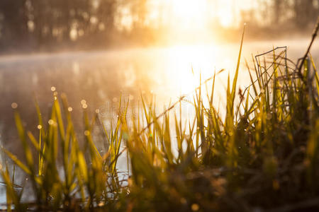 背景，阳光下河边的草