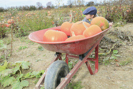 领域 收获 假日 农场 秋天 找到 乐趣 十月 落下 农事