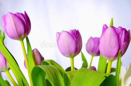 植物 郁金香 紫色 粉红色 花的 颜色 射击 紫罗兰 花瓣