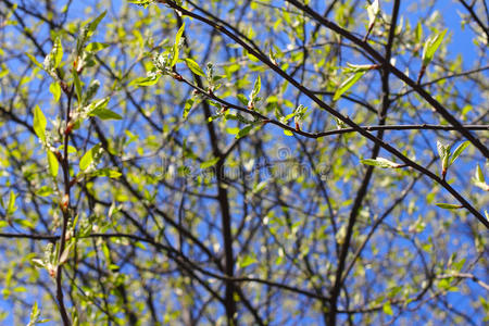 春天 自然 细枝 公园 天空 新的 特写镜头 树叶 分支
