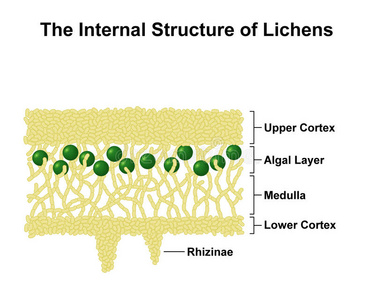 地衣 降低 植物学 髓质 皮层 插图 植物 生物学 藻类