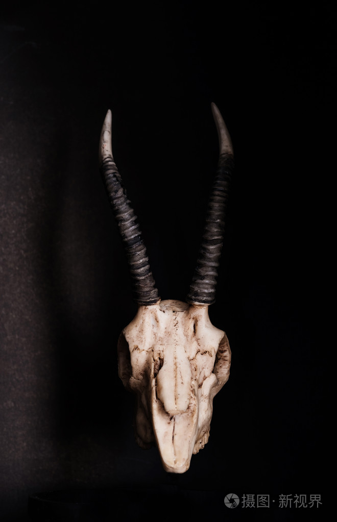 低调头骨的山羊在黑色背景下前视图