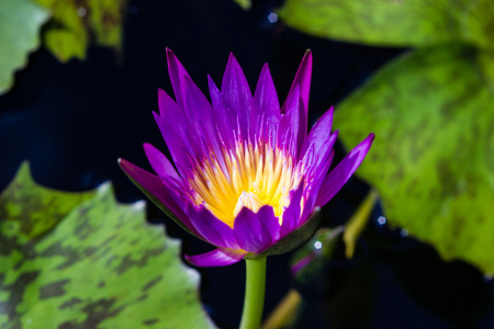 紫色睡莲或莲花朵鲜花,盛开在池塘上照片