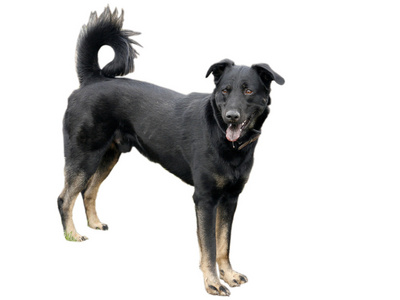 大黑狗一只大黑狗在自然界2照片