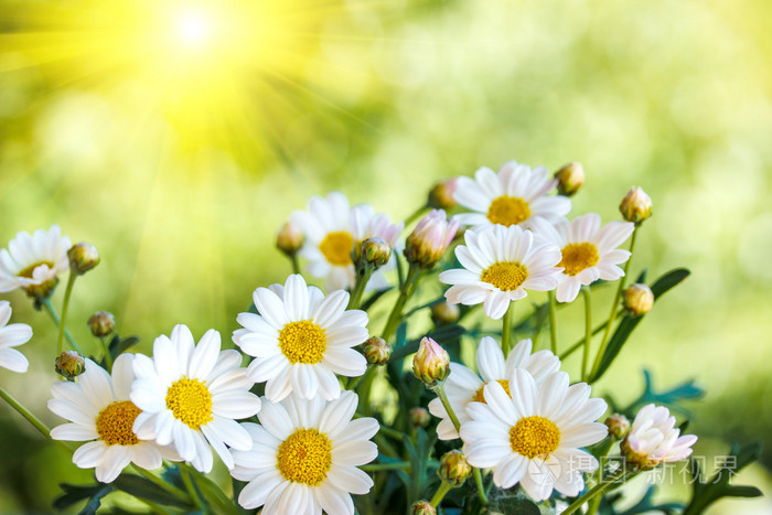 洋甘菊花在炎炎夏日,模糊的背景