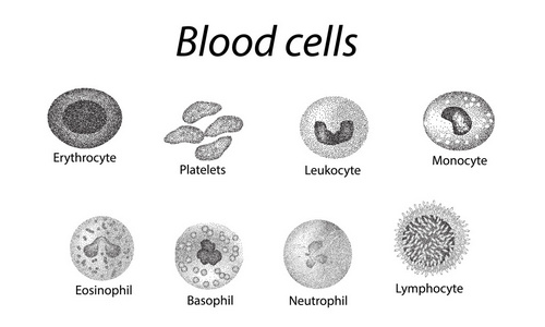 嗜碱性粒细胞图片
