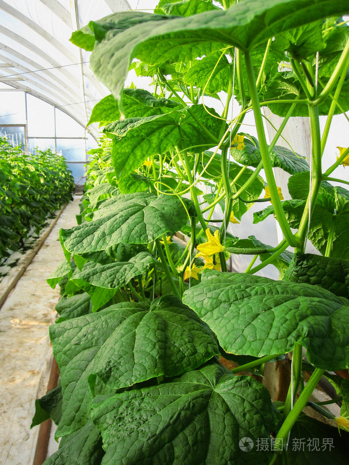 长排黄瓜藤在温室中垂直生长