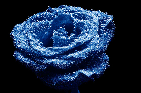 美丽的水下蓝玫瑰的照片图片