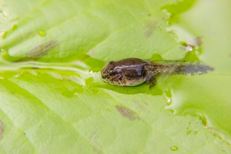 小蝌蚪图片-小蝌蚪素材-小蝌蚪插画-摄图新视界