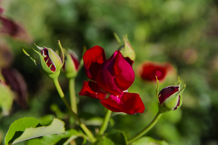 在院子里的玫瑰在私人房子附近的草坪上照片