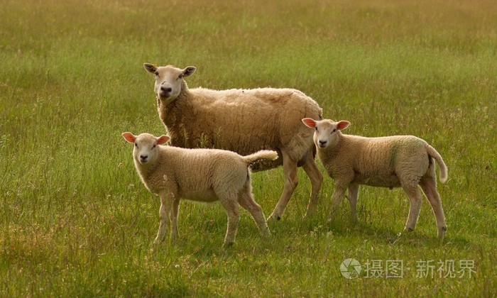三羊在草地上吃草
