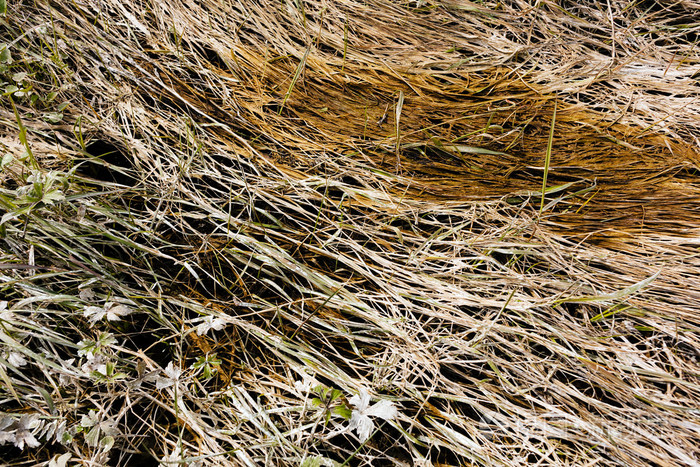 在沼泽中弯曲的草