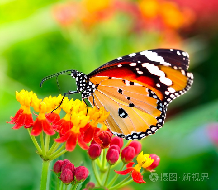 上橙色的花在花园里的蝴蝶