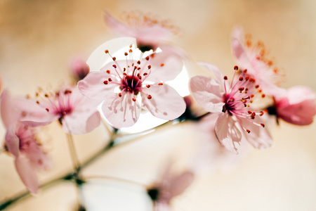 淡粉色花的树图片