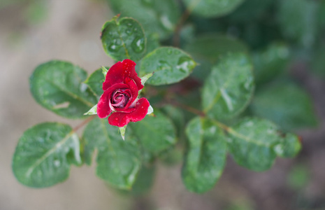 玫瑰花蕾上雨支滴眼液图片