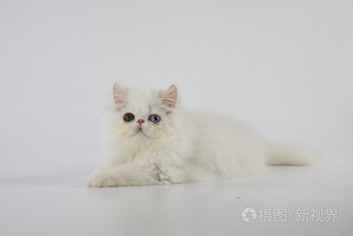 白色背景下的一只古怪的眼睛白色波斯猫