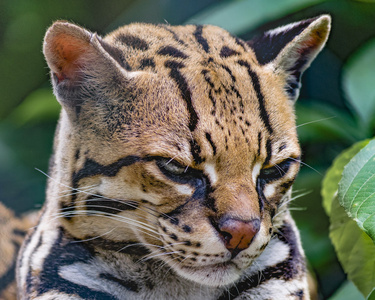 野猫在动物园图片