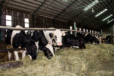 荷斯坦牛在谷仓里吃干草图片