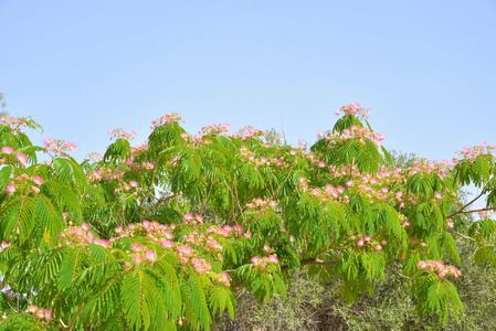 粉色的花与树照片