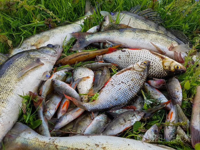 淡水鱼类在草地上