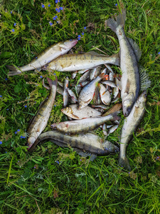 淡水鱼类在草地上图片
