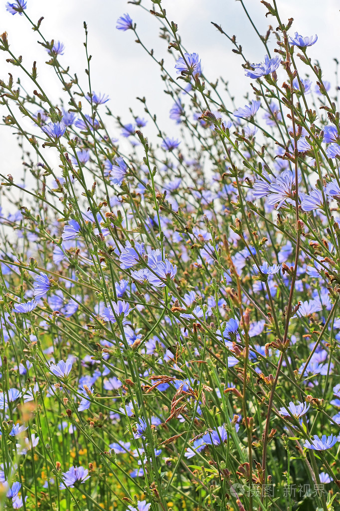 菊苣常见菊苣开花植物