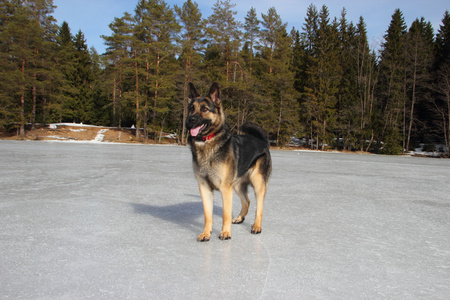 在冰冻的湖面上的狼狗狗图片