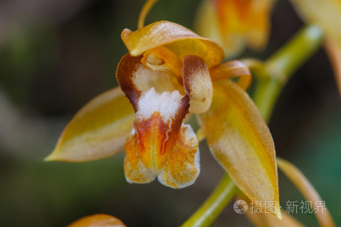 Coelogyne 茏稀有物种野生兰花的森林