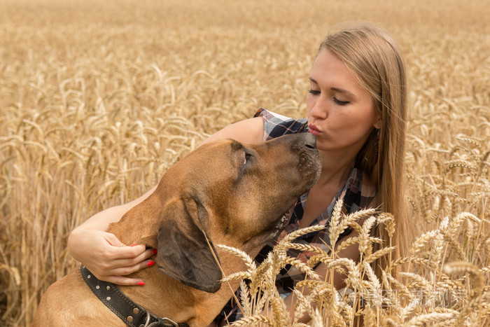 幸福的年轻女人与狗在金色的麦田