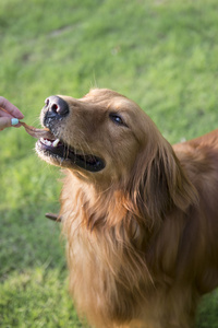 可爱的金毛寻回犬的特写图片