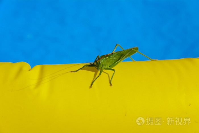 在儿童泳池边缘的青蝗虫