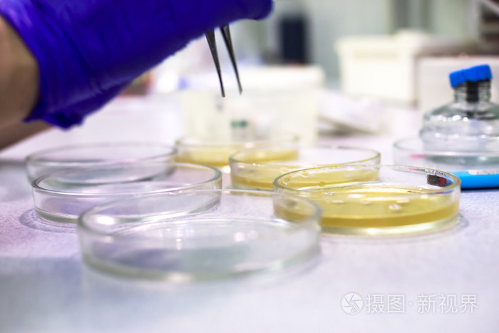 科学家使用在实验室的培养皿