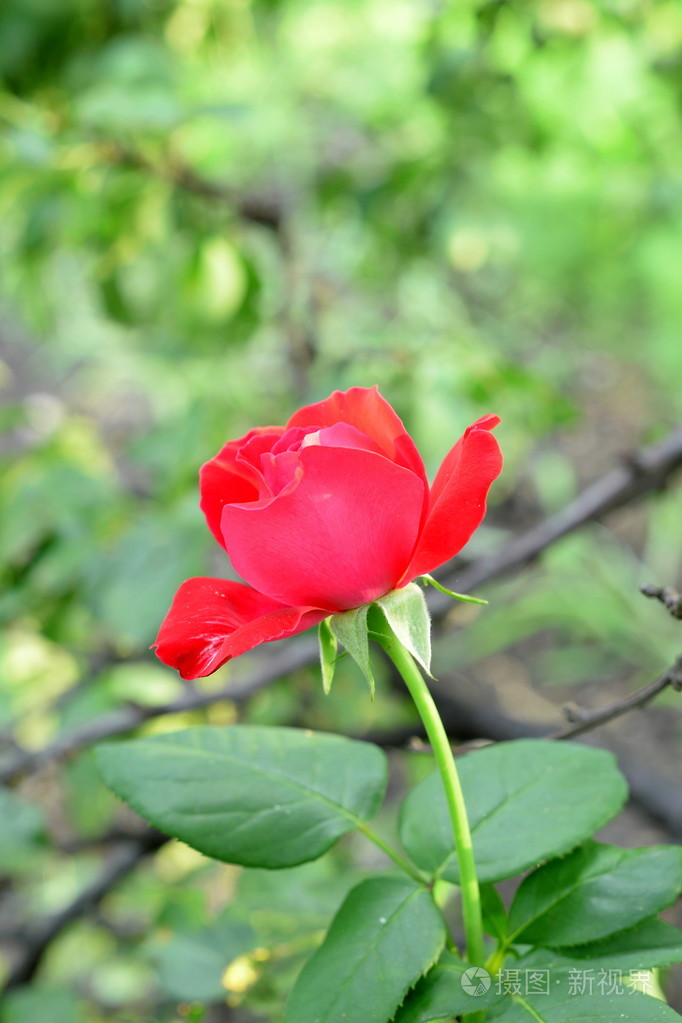 红玫瑰在花园里在户外生长在绿叶背景上鲜艳的鲜花树枝的树木特写