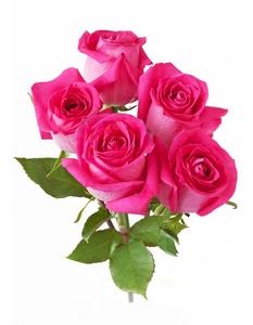 月季花束孤立在白色的背景照片