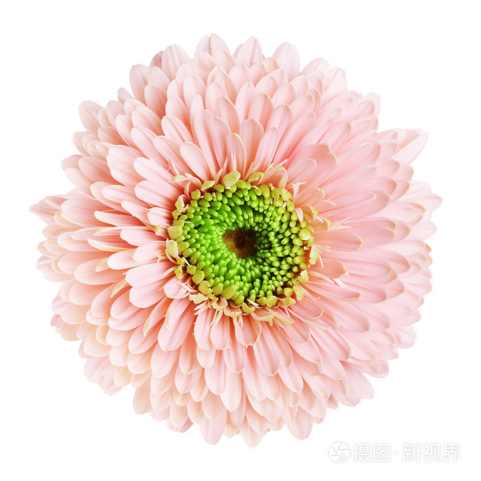 粉色非洲菊雏菊