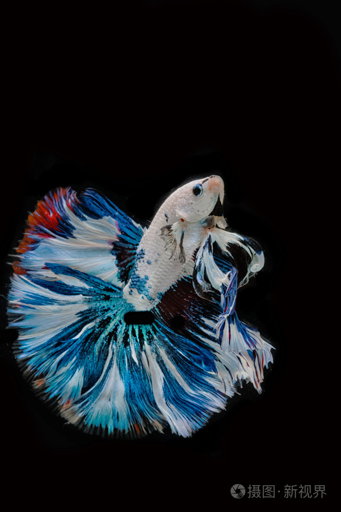 斗鱼在黑色背景上的暹罗斗鱼运动