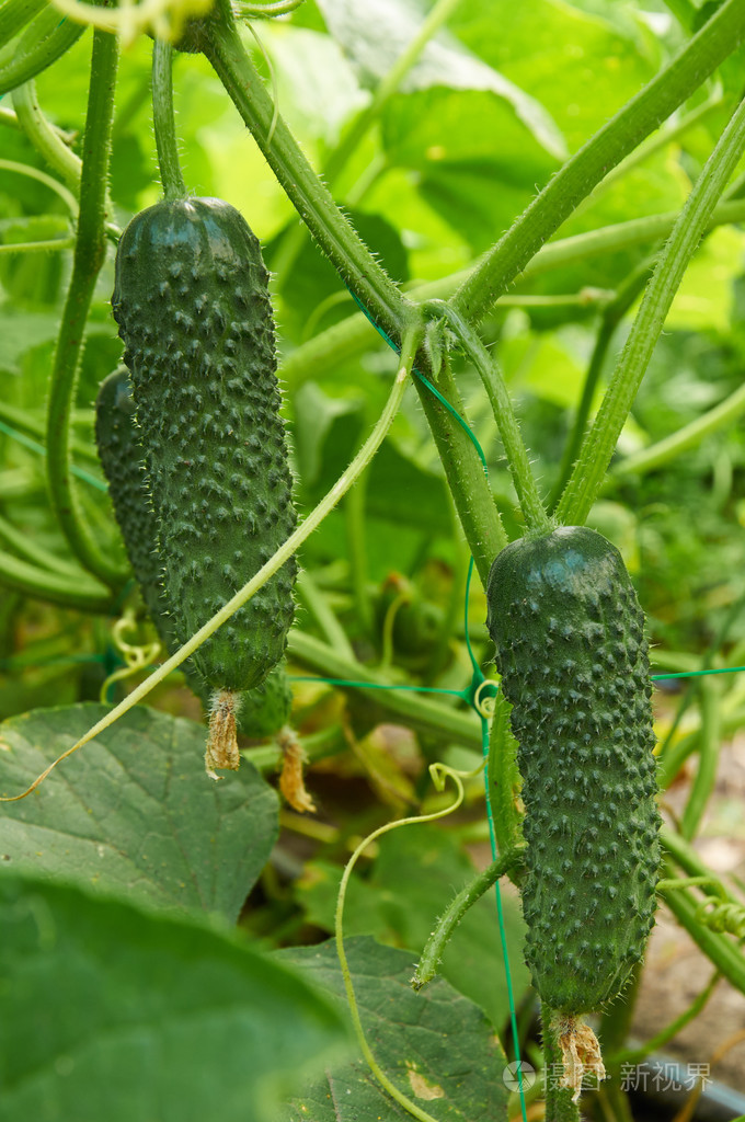 黄瓜生长在灌木上