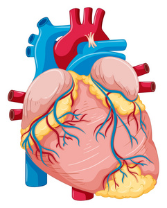血液脂肪人类心脏的脂肪和血液照片