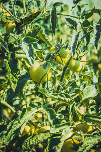温室种植西红柿图片