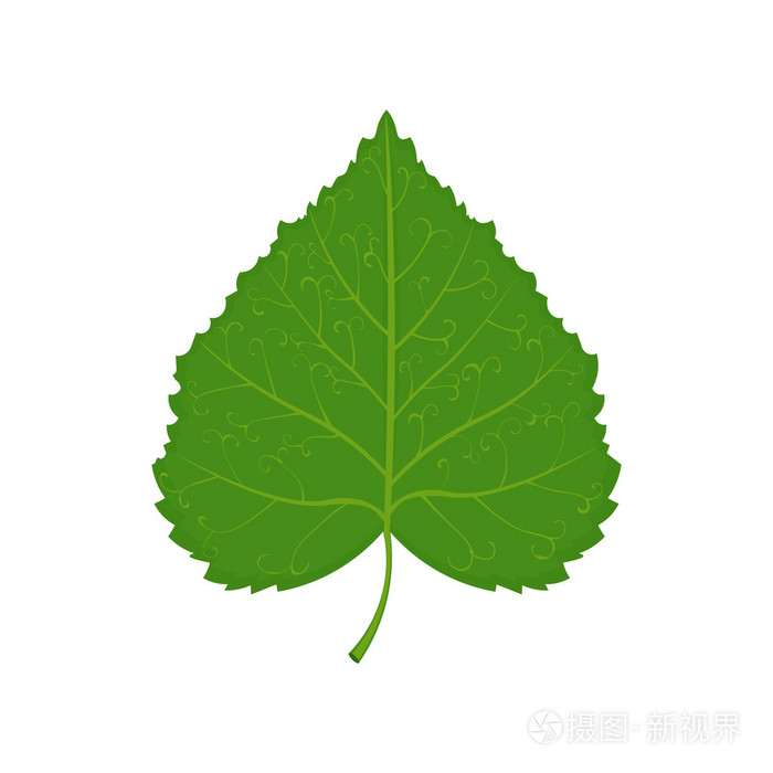 孤立在白色背景上的绿色菩提树叶矢量图插画-正版商用图片1osrh6-摄图