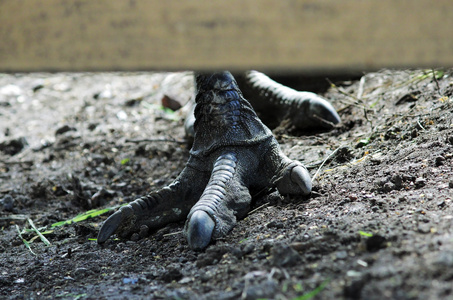 强大的鸟鸵鸟脚澳大利亚鸸鹋命名 praskovya 从加特契纳动物园在地面