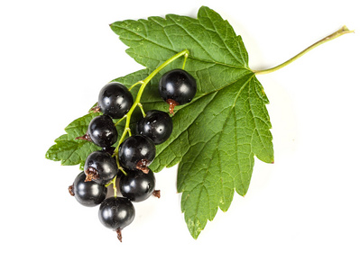 成熟的浆果,黑穗醋栗照片