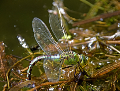 蜻蜓产卵照片