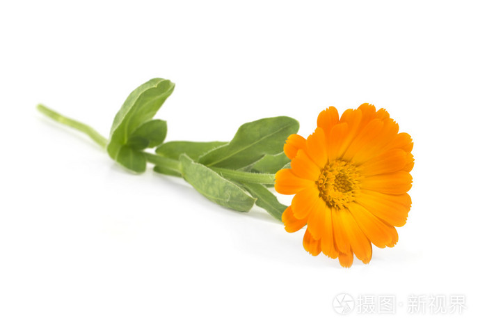 在白色金盏花