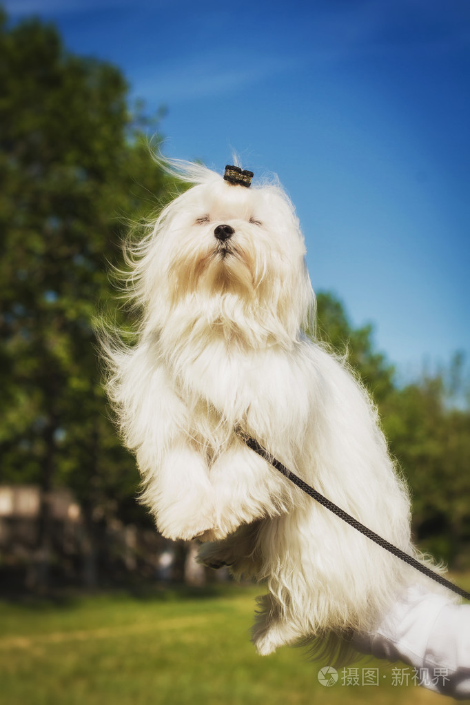 白色的马尔济斯犬的特写镜头可爱的女性小狗