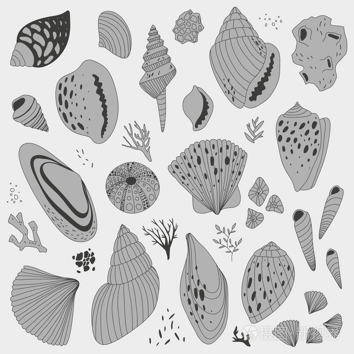 矢量手绘制的插图与五颜六色的贝壳
