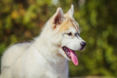 一个小小的可爱的小狗在户外的哈士奇狗照片